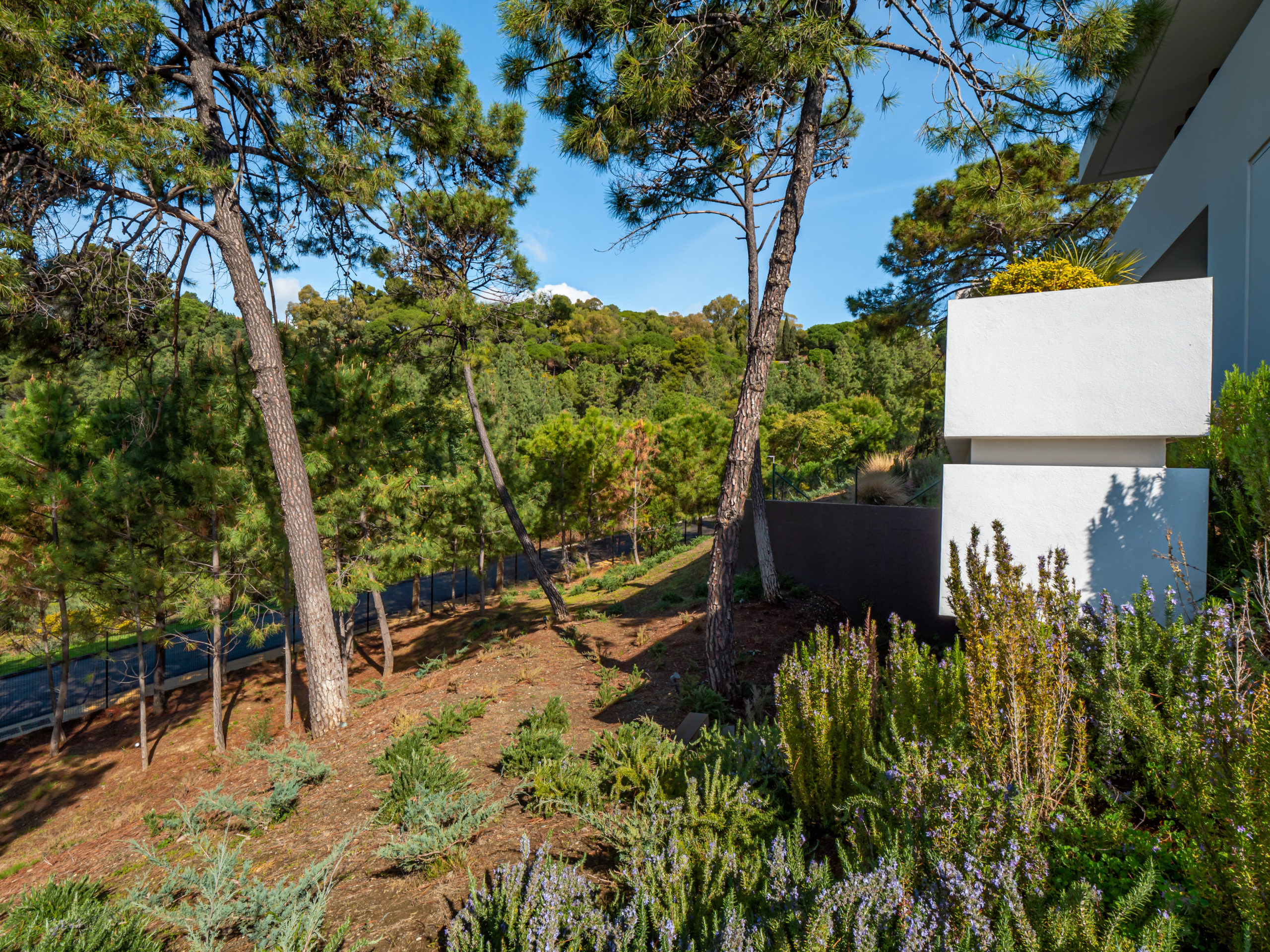 EL BOSQUE 6